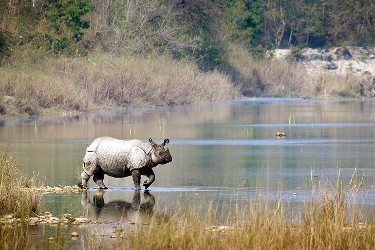 Parque Nacional Chitwan