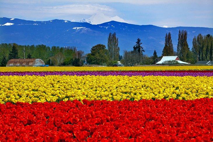 Tulipanes en el Valle de Skagit