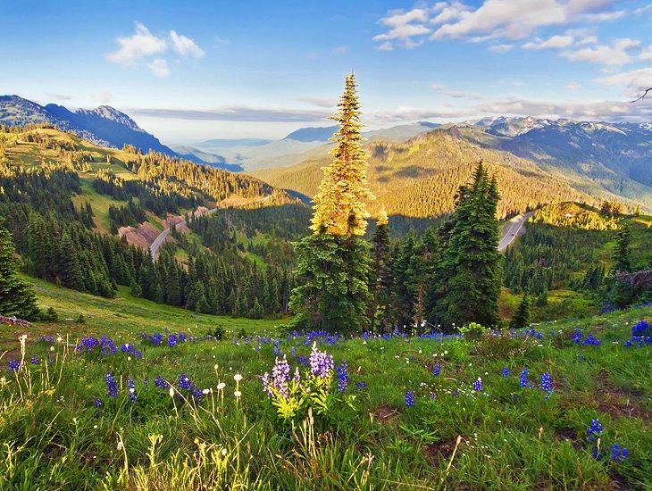Hurricane Ridge, Parque Nacional Olímpico