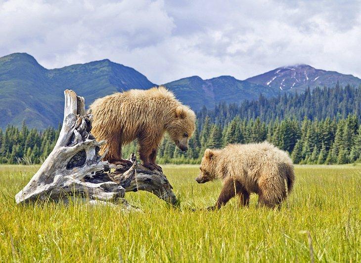 Parque Nacional Denali