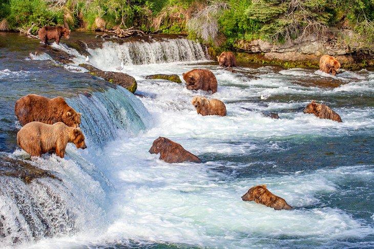 Osos grizzly pescando salmón en Brooks Falls