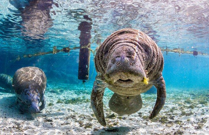 Manatíes en una fuente en Florida