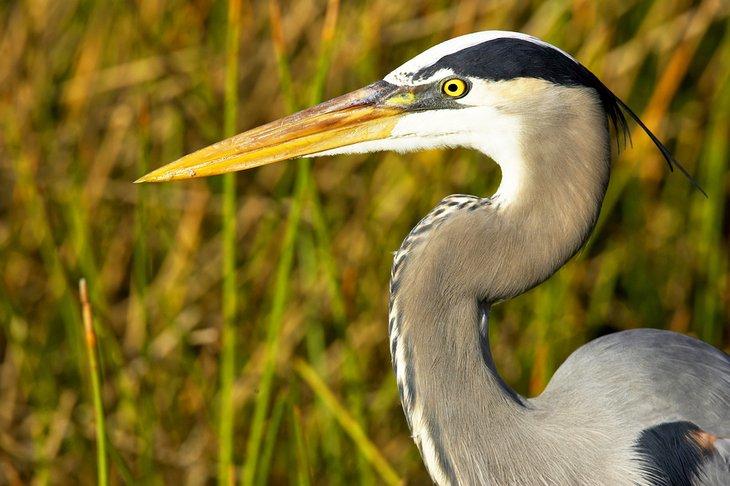 Gran garza azul fotografiada en el Gran Sendero de Observación de Aves y Vida Silvestre de Florida