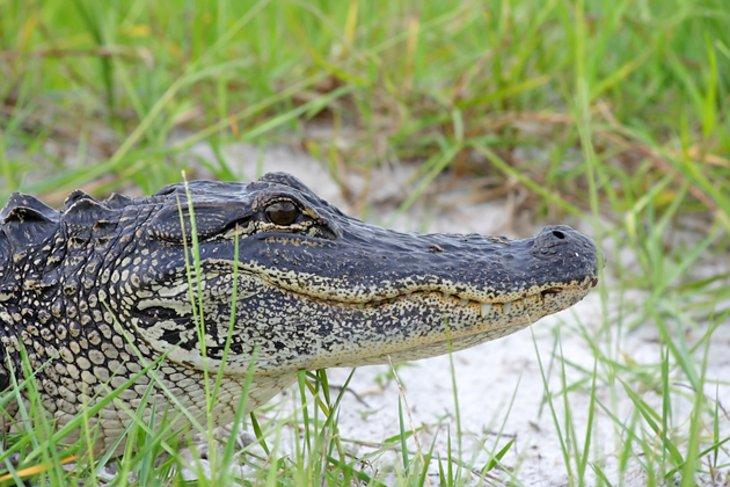 Parque Nacional de los Everglades