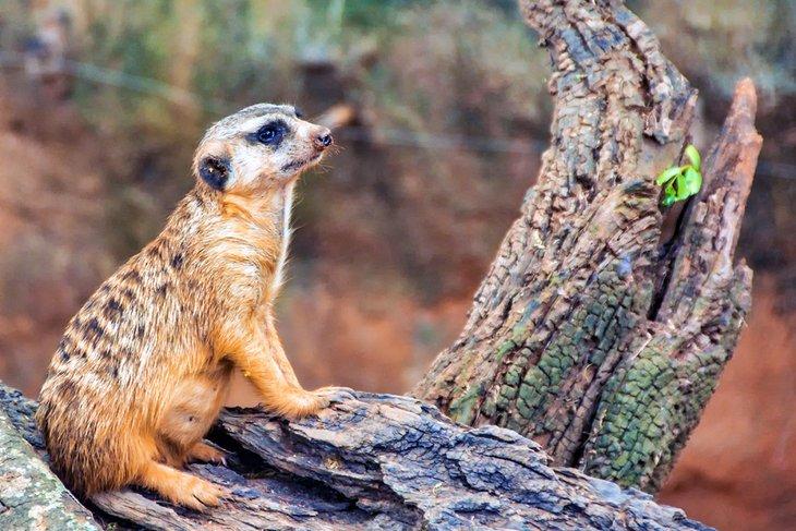 Suricata en Busch Gardens Tampa