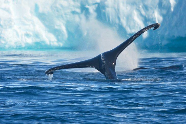 Ballenas jorobadas en el Fiordo de Hielo de Ilulissat