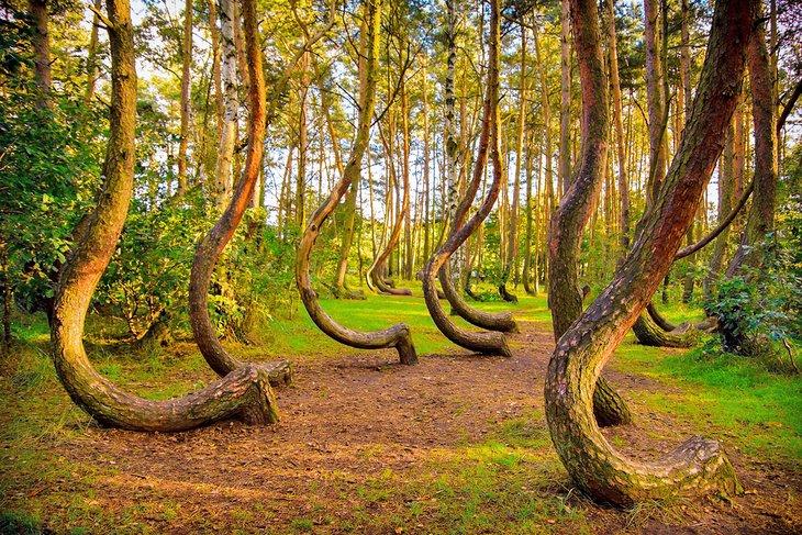 Bosque Torcido