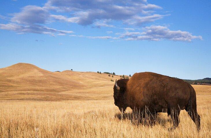Bisonte en el Parque Estatal Custer, Dakota del Sur