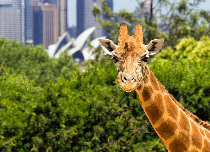 Zoológico Taronga