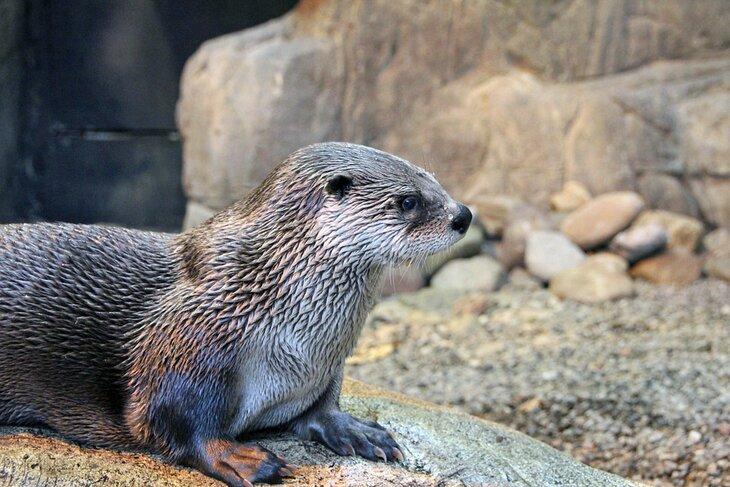 Nutria en el Biodomo de Montreal