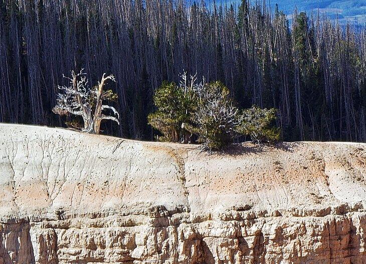 Antiguos pinos de bristlecone en la caminata de Spectra Point en el Monumento Nacional Cedar Breaks