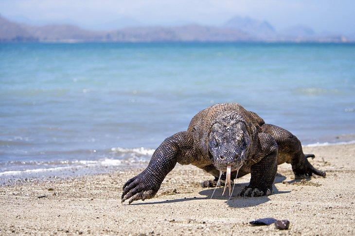 Parque Nacional de Komodo