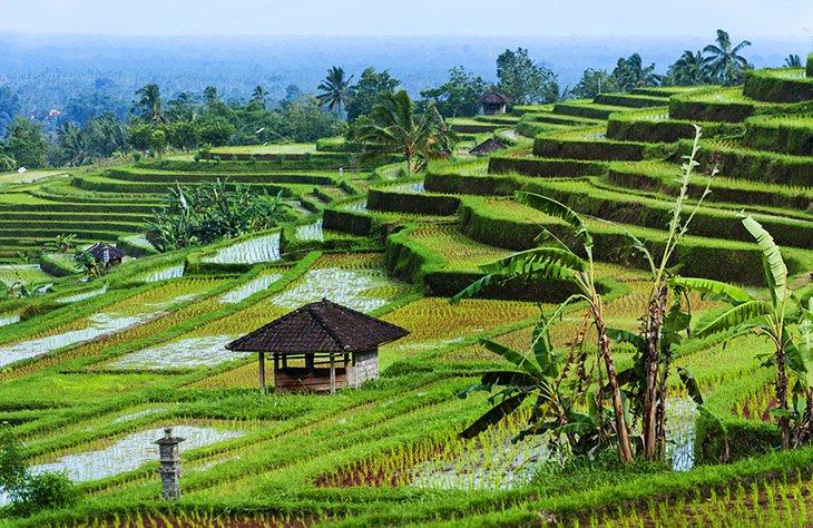 Campos de arroz Jatiluwih, Bali