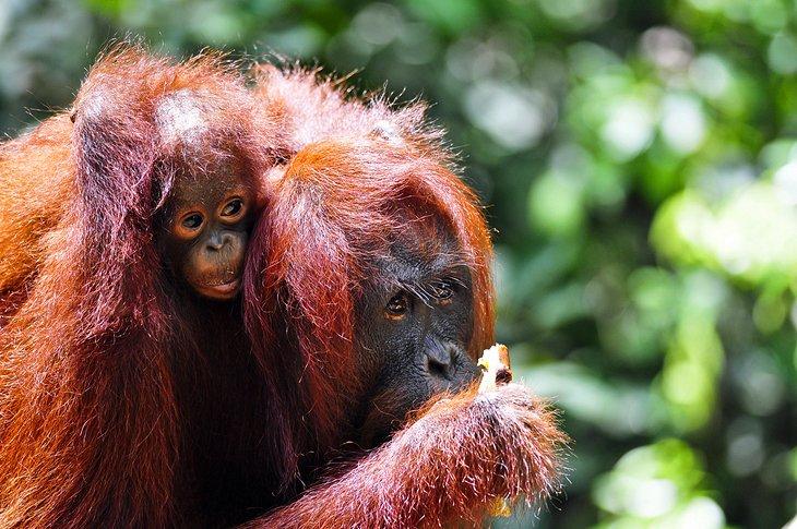 Orangutanes en Borneo