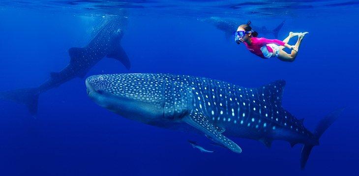 Snorkeling mit einem Walhai