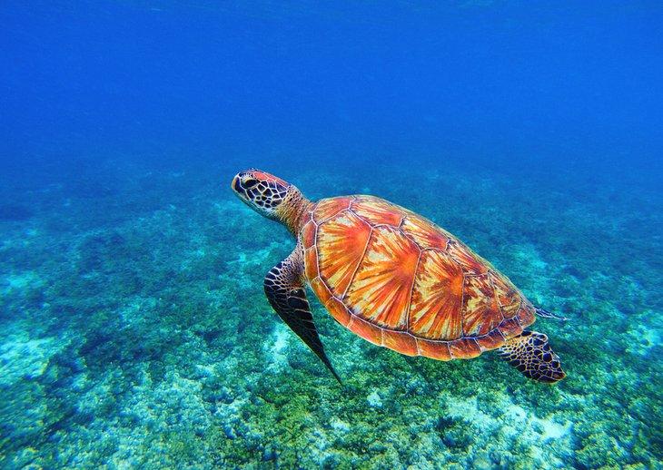 Meeresschildkröte in den Gewässern vor Apo Island