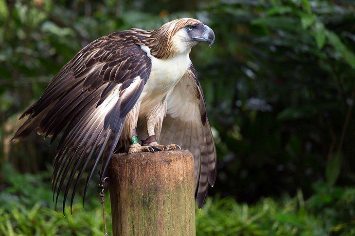 Philippinischer Adler
