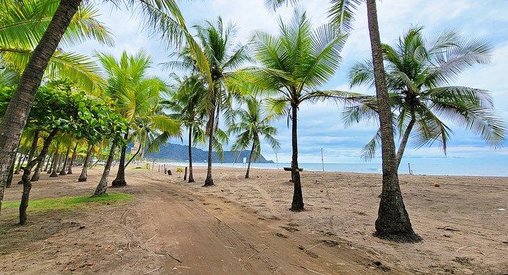 Palmeras en la playa de Jaco