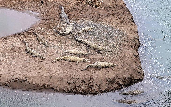 Cocodrilos en el río Tárcoles debajo del Puente de los Cocodrilos