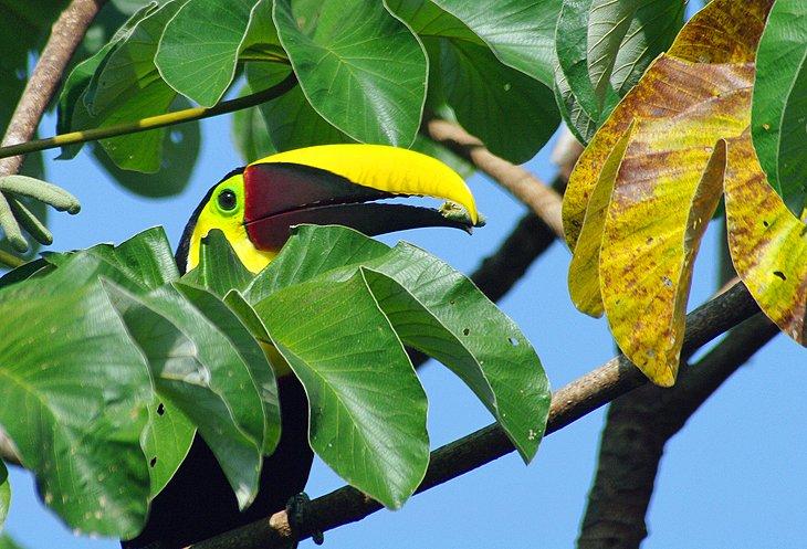Parque Nacional Braulio Carrillo