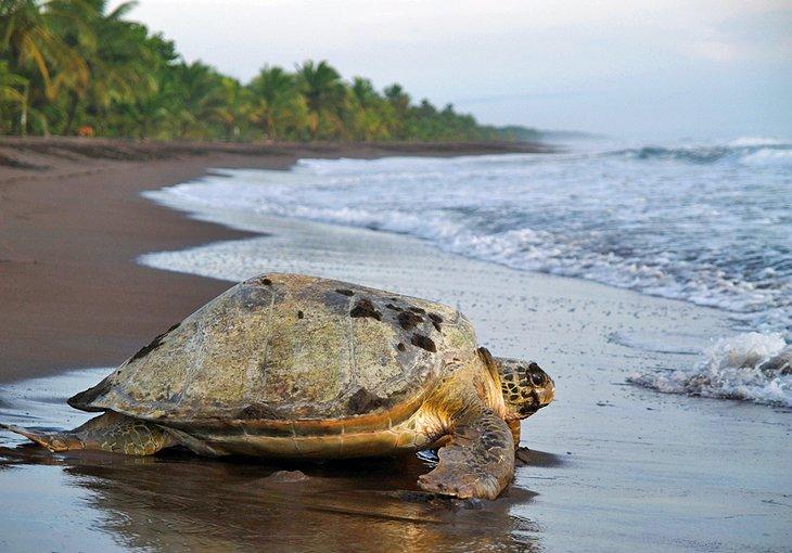 Parque Nacional Tortuguero