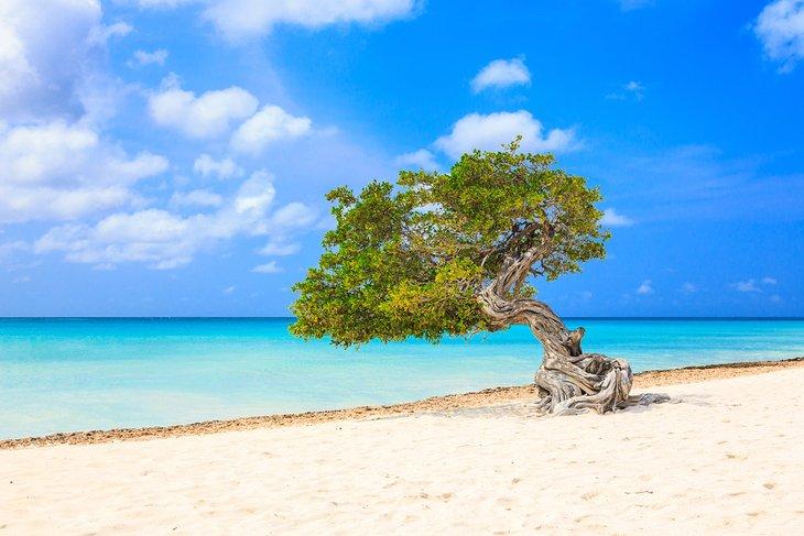 Árbol divi-divi en la playa Eagle, Aruba