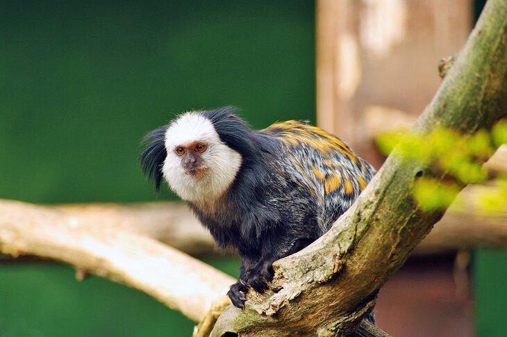 Marmoset de cabeza blanca en el zoológico de Heidelberg