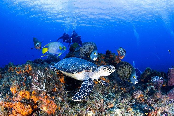 Tortuga y pez ángel en un buceo en Cozumel