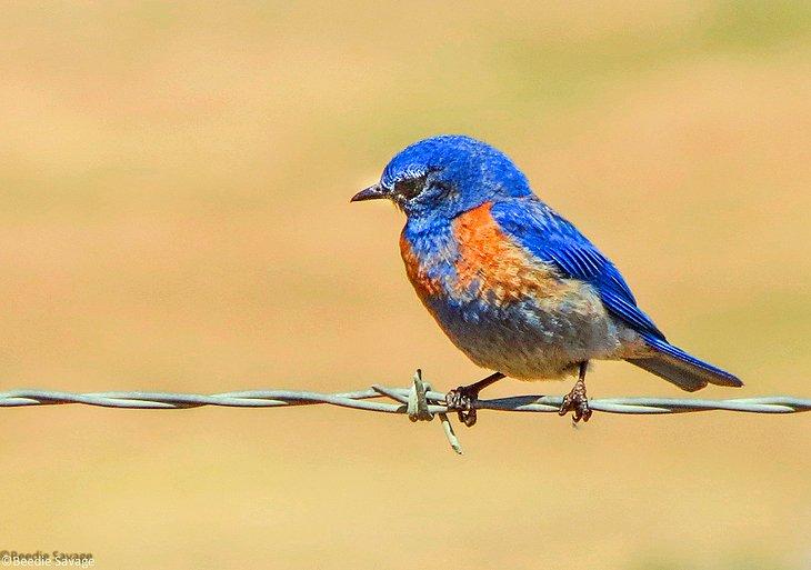 Centro Audubon Randall Davey