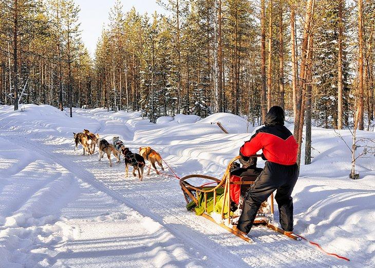 Paseo en trineo de perros en Rovaniemi