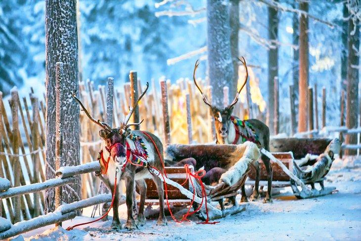 Renos y trineos en Rovaniemi