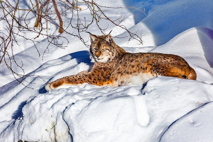 Lynx en el Parque Fauna de Ranua