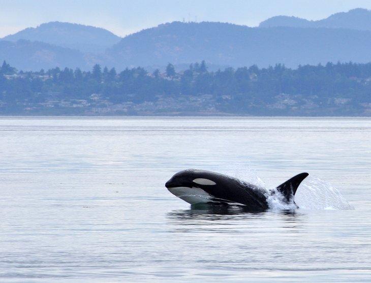 Orca frente a la costa de BC