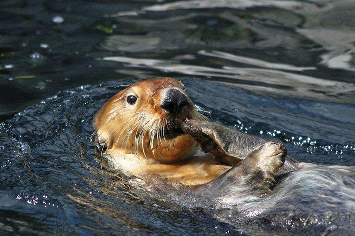 Nutria en el Acuario de Vancouver