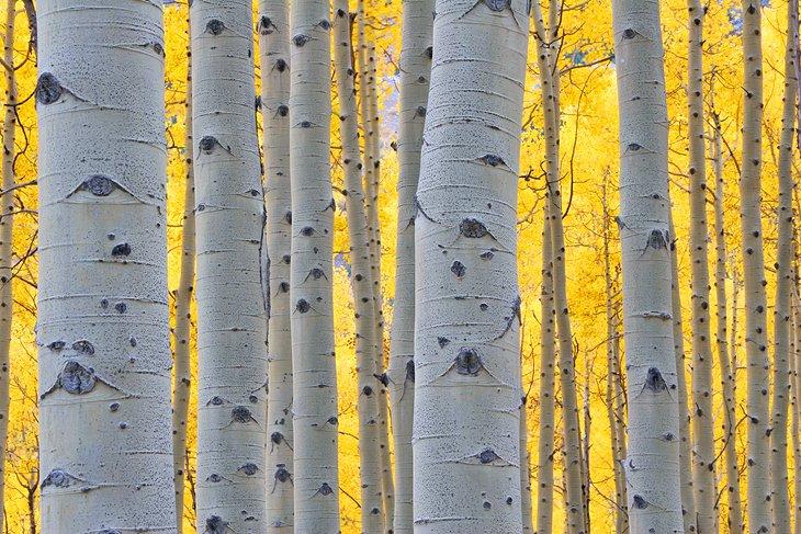 Les arbres de type Aspen en automne près d'Aspen, Colorado
