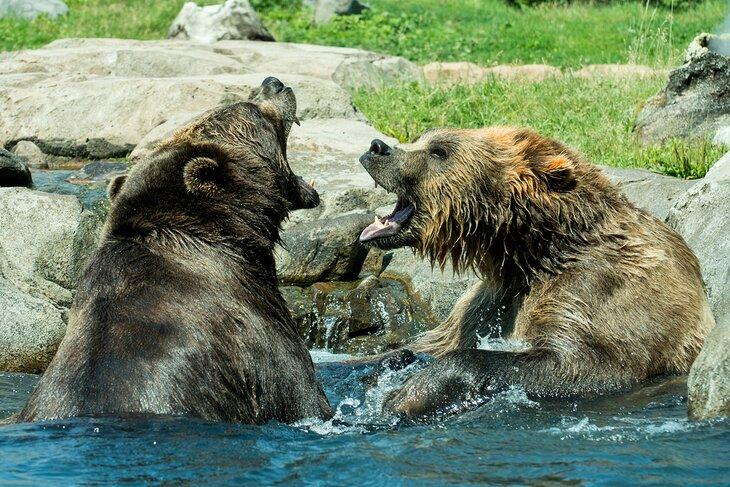 Grizzlybären im Minnesota Zoo