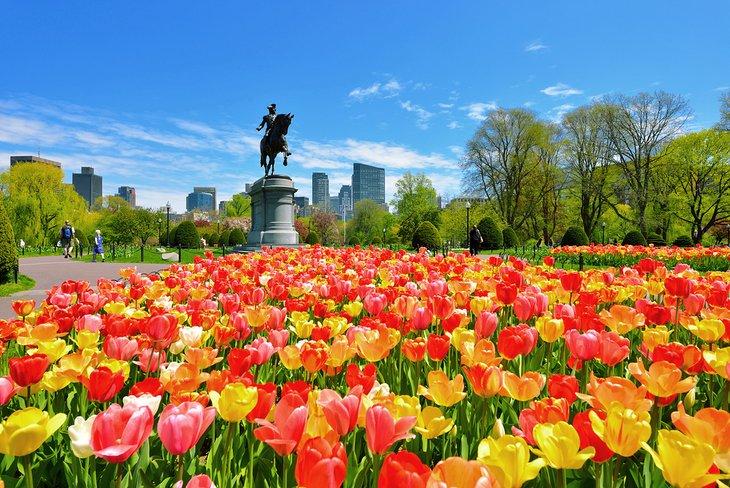 Tulipes en fleurs dans le jardin public de Boston