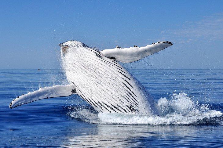Observation des baleines au sanctuaire marin national de Stellwagen Bank