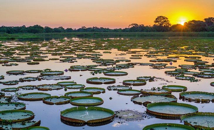 Feuchtgebiete im Pantanal bei Sonnenuntergang