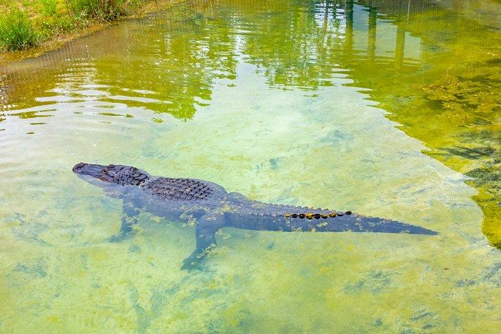 Alligator im Alabama Gulf Coast Zoo