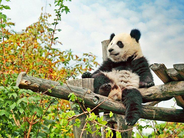 Panda en el Zoológico de Viena (Tiergarten Schönbrunn)