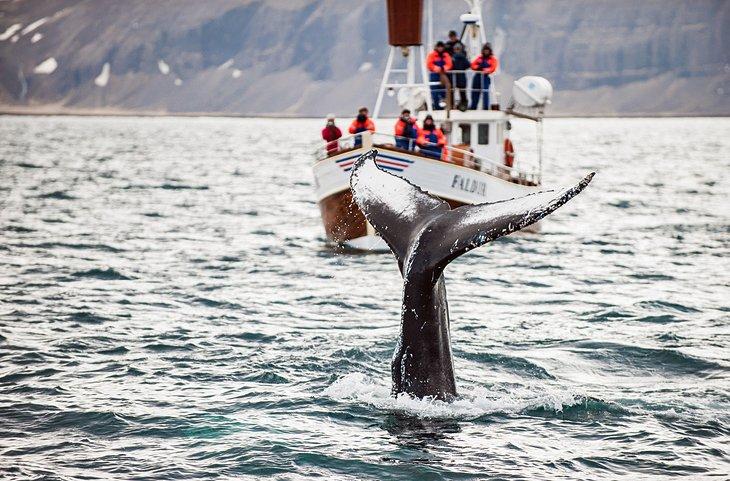 Observación de ballenas, Reikiavik
