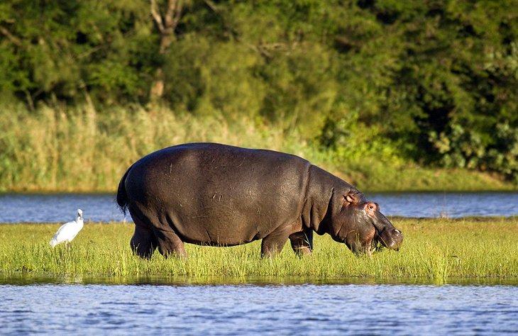 Parque Natural iSimangaliso, KwaZulu-Natal