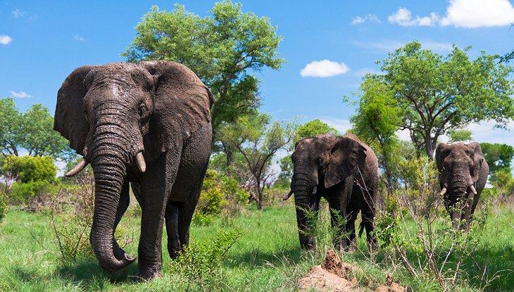 Parque Nacional Kruger, Provincias de Mpumalanga y Limpopo