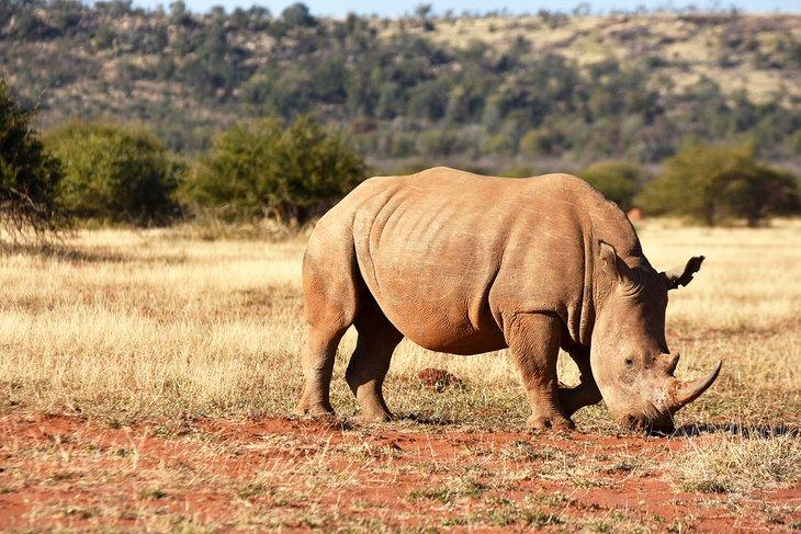 Rinoceronte blanco en la Reserva de Caza Madikwe