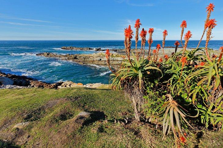Aloes en flor en el Parque Nacional de la Ruta Jardín