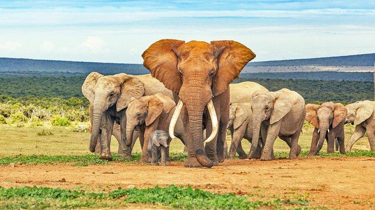 Parque Nacional Addo Elephant