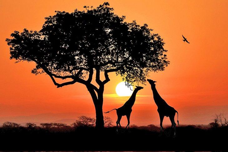 Jirafas en el Parque Nacional Kruger al atardecer