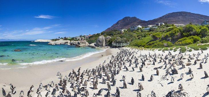 Colonia de Pingüinos de Boulders en Simon's Town