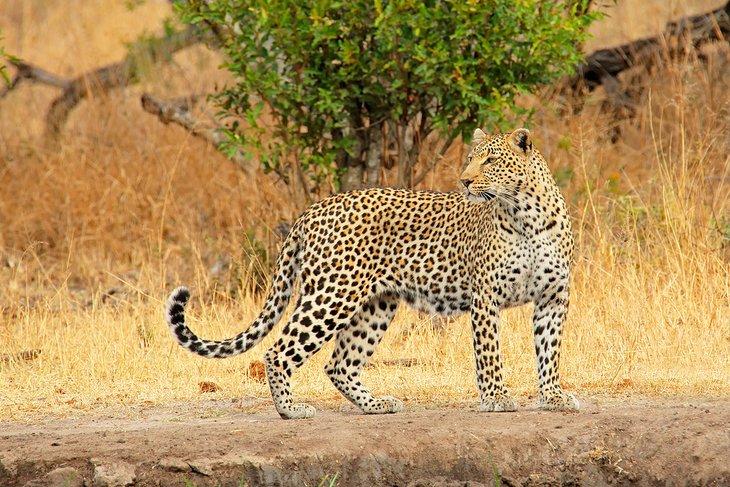 Leopardo en Sabi Sands